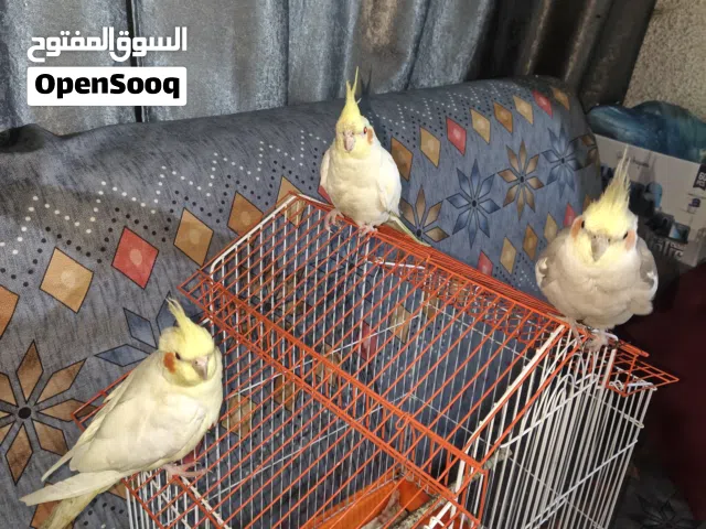 سلام عليكم كوكتيل للبيع  العدد تلاثة ثنين شكري واحد رصاصي  ثنين منهن اليفات واحد نص الافة