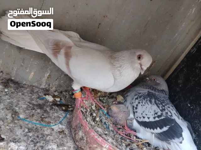 جوزين تحتهم فرخين