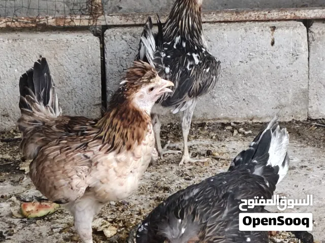 ثلاث فروجات وديج ماكنتوش