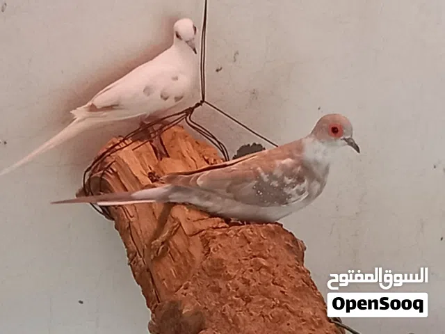 زوجين  زوج دوف المكسيكي  زوج اليمام الماسي المنقط