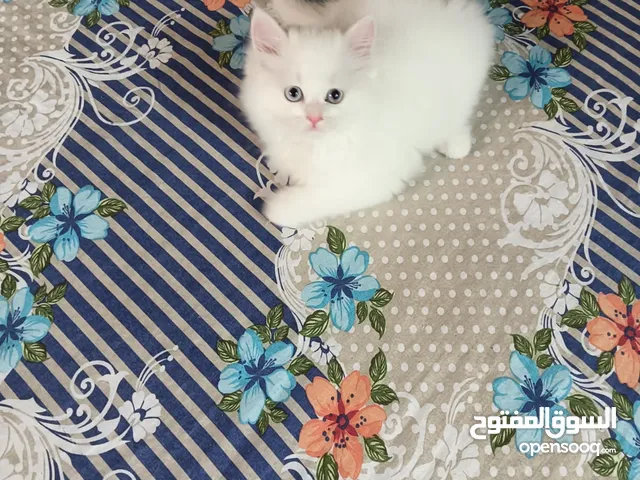 Pure Persian Kittens