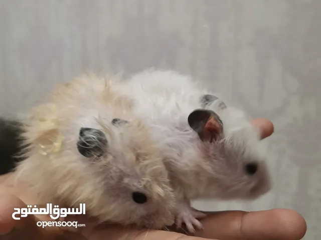 زوج هامستر منتج من قبل للبيع