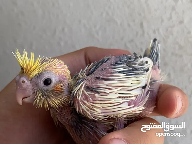 فراخ كوكتيل وفراخ روزز وحبة روزز نظافة وصحة ما شاء الله