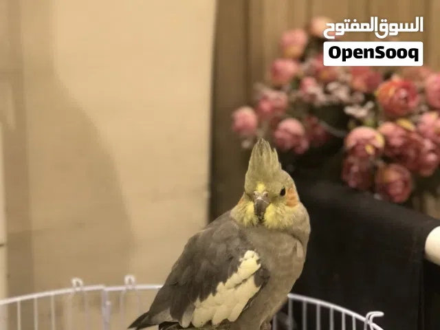 طير كروان للبيع