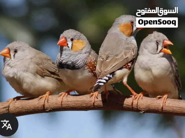 مطلوب زيبرا كميه وبسعر رخييص