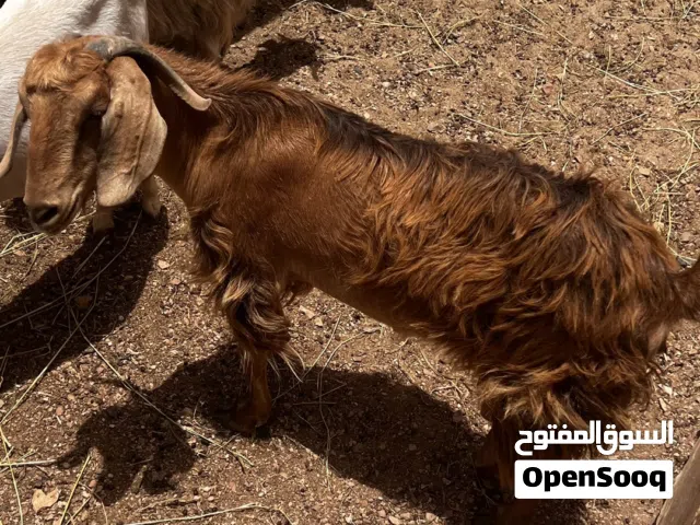 شاه عمانيه تربيه منزل تواصل واتساب فقط