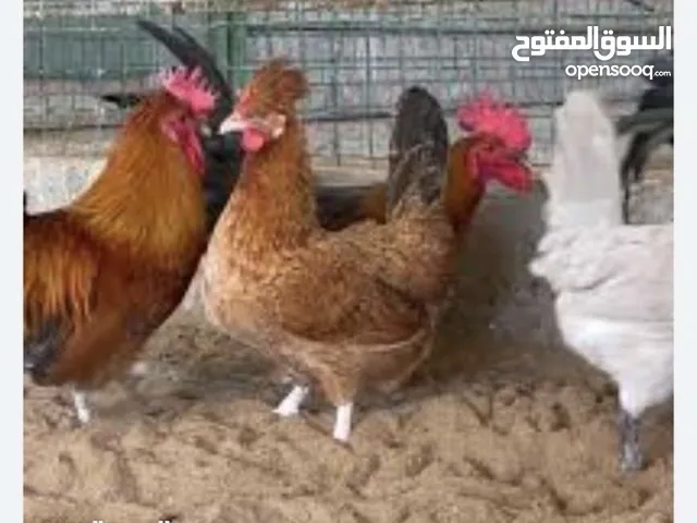 ابحث عن دجاج حبحب عماني