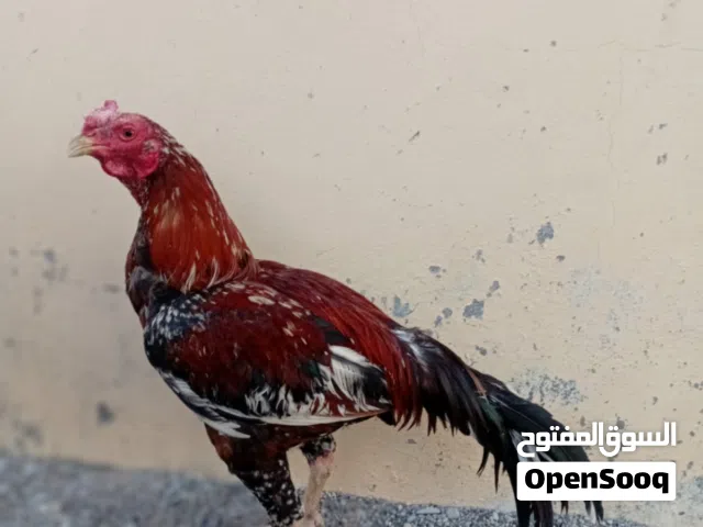 السلام عليكم ورحمة وبركاته  البيع او البدل طير  بوليا موقع بركاء