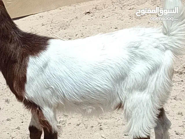 عناق هجين باكستاني العمر 4شهور