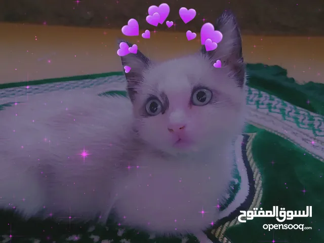 الراغدول أجمل و الطف و اذكى قطط بالعالم سلالة قطط