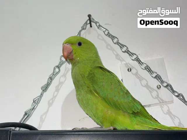 بيبي متوه شهر ونص