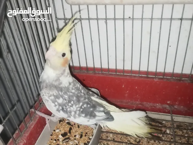 مخاليف كوكتيل عمر شهرين صحه ونظافة شغل تدريب