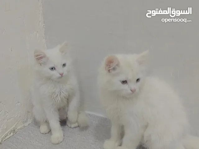 قط شيرازي العمر شهرين