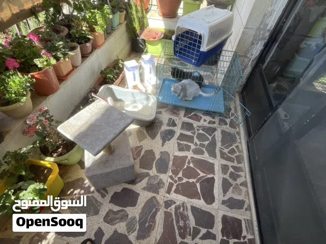 قطط  مستوى عالي منزليه ومستلزماتها الأم برتش مكس هملايا والبنت سكتوش فولد سلفر شورت هير