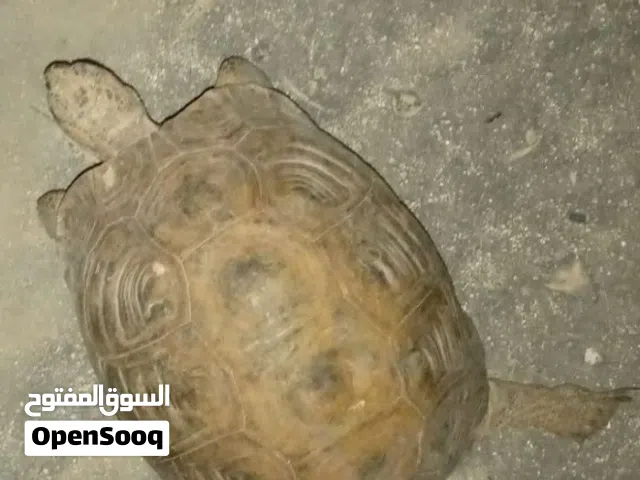 سلحفاة للبيع