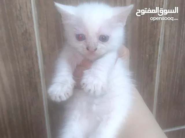 قطه عمرها شهر ام بلدي واب هملايا