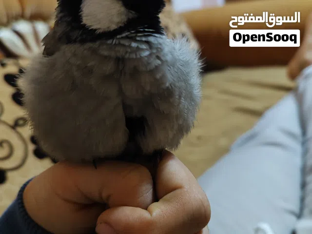 مطلوب بلبل للبيع بسعر مناسب