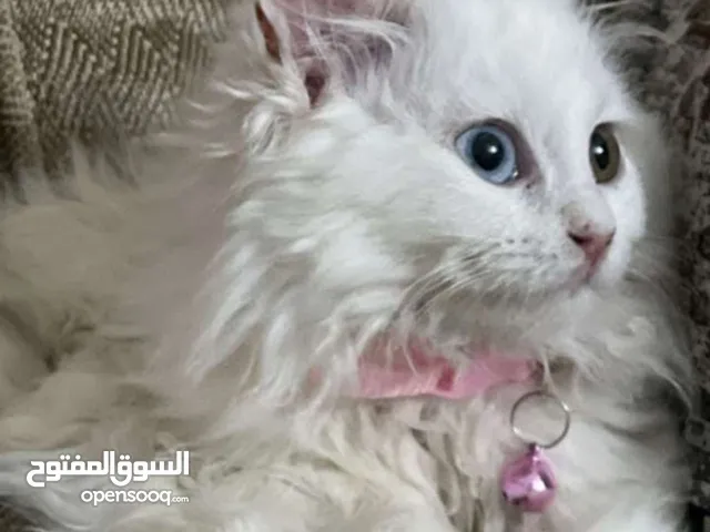 انثى شيرازي للبيع بسعر مغري مع كامل اغراضها + الاكل الرقم