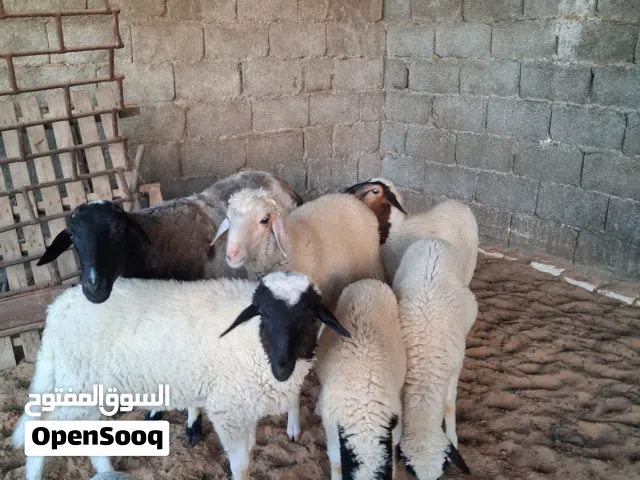 خرفان مقرسه