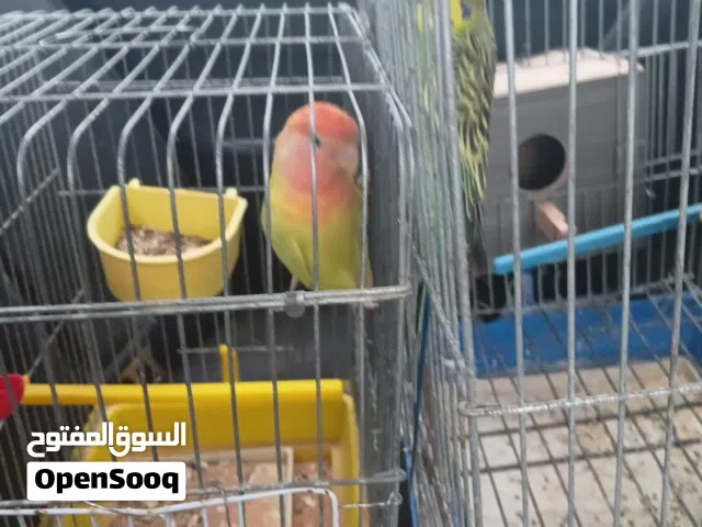 طيور للبيع اي استفسار