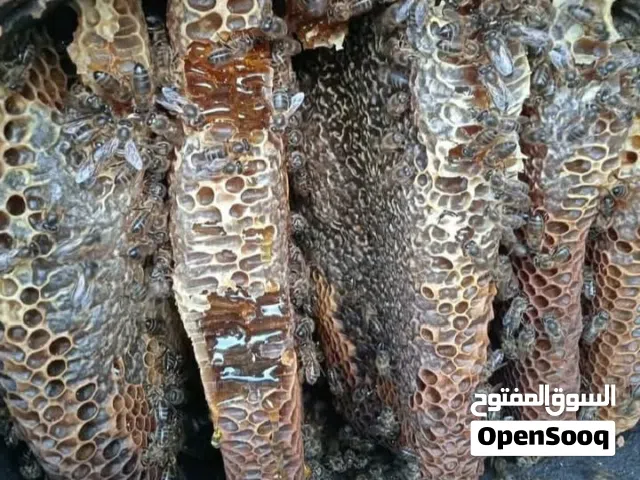 يوجد عسل كميه محدوده قطف بري مضمون