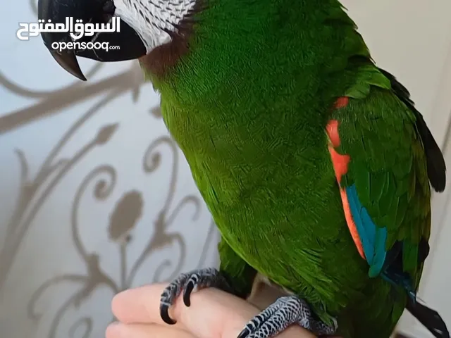 للبيع طير ميني مكاو