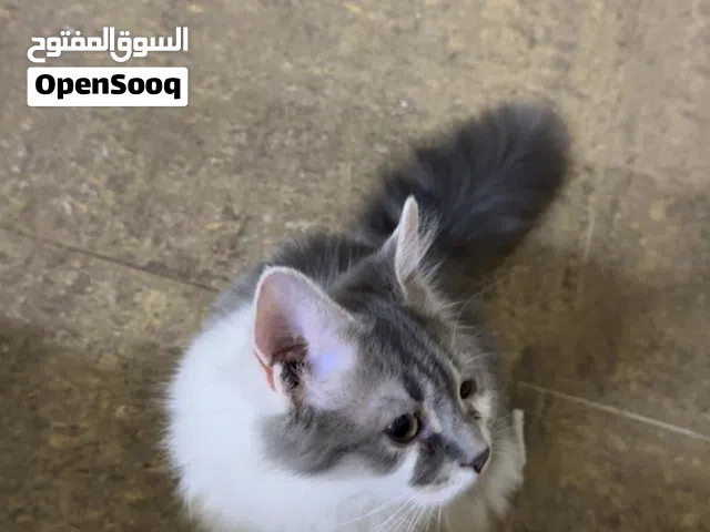 قط شيرازي ذكر