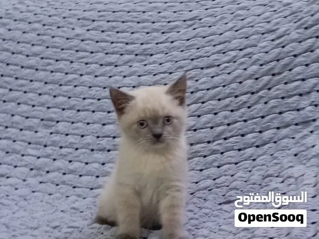 سكوتش فولد