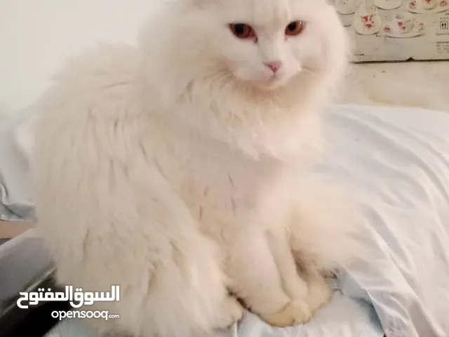 قط شيرازي ذكر للتبني