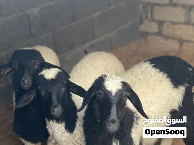 السلام عليكم ثلاثة فطايم ربي يبارك