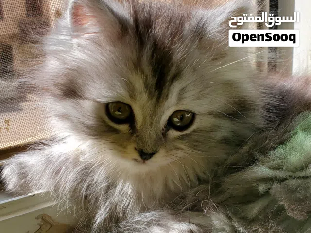 قطه شيرازي حبوبه للبيع