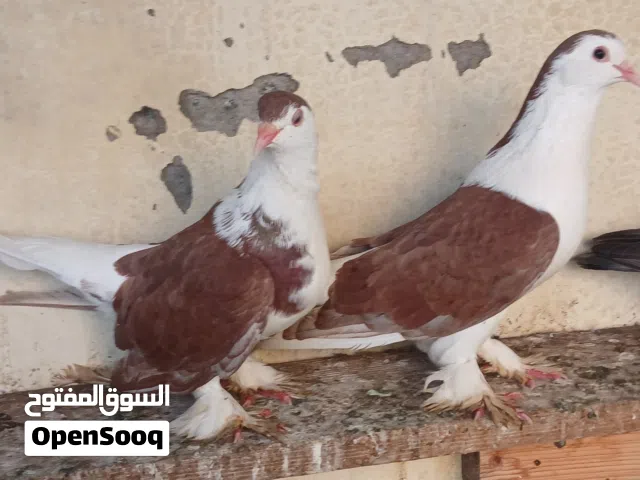 حمام الزينه ازواج وصحه جيده