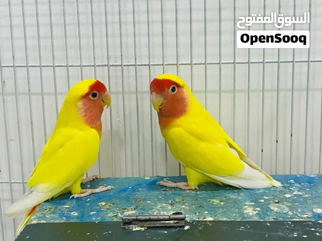 متاح زوج غندوره  الأصفر شرط صحه ونظافه مزاويج مكان بصره السعر 45