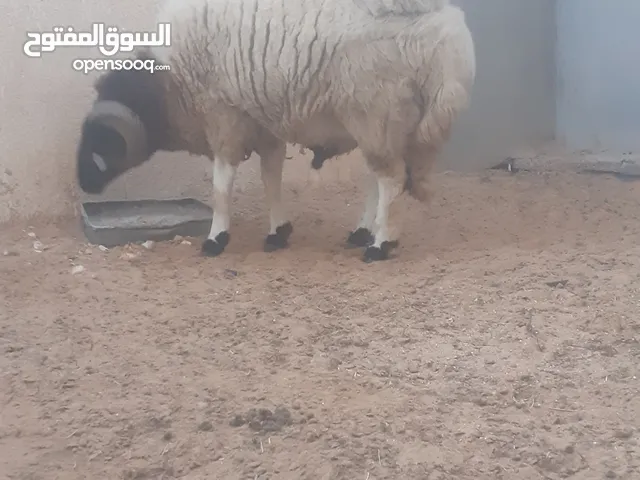 فحل الله يبارك  للبيع