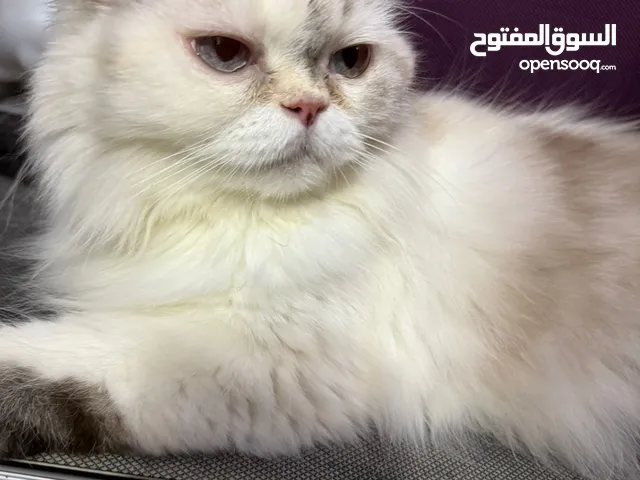 قطه راغدول بيور