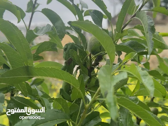 200 m2 5 Bedrooms Apartments for Rent in Ramallah and Al-Bireh Silwad