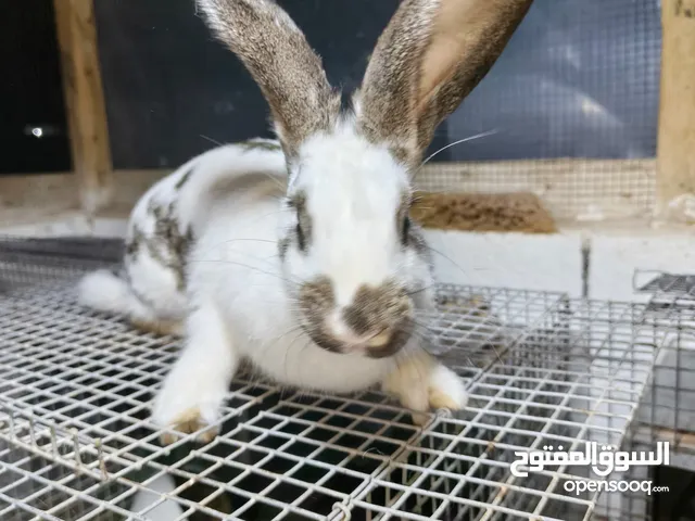 السلام عليكم متوفر كوبيا ألماني فراشة للبيع اقرأ الوصف