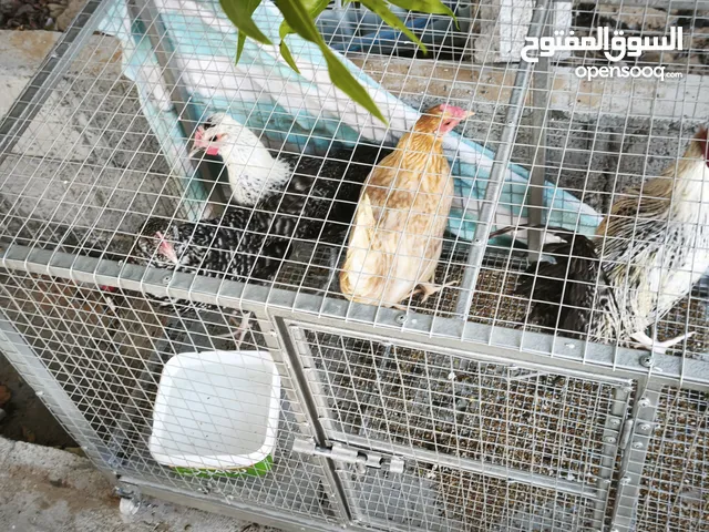 three chicken with one roaster and Cage