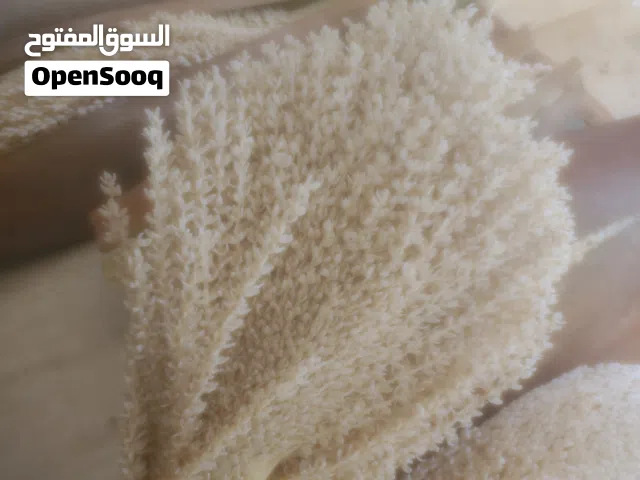 ذكار نخل جديد