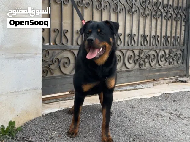 للبيع روت وايلر أصلي مدرب