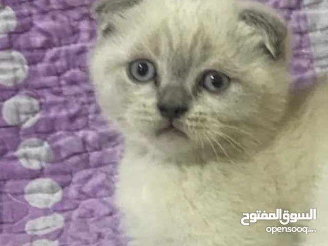 قطط بريتش و هيمالايا سكوتش فولد عمر شخرين