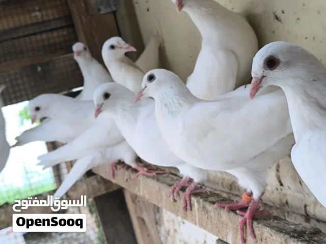 حمام لاحم ( فرنسي ) بأحجام كبيرة و مختلف الأعمار للإنتاج و للأكل