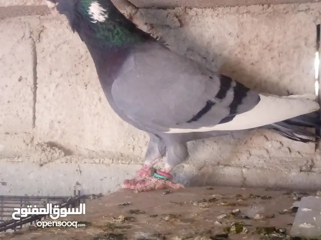 فحل ابلق شغال نخب اول