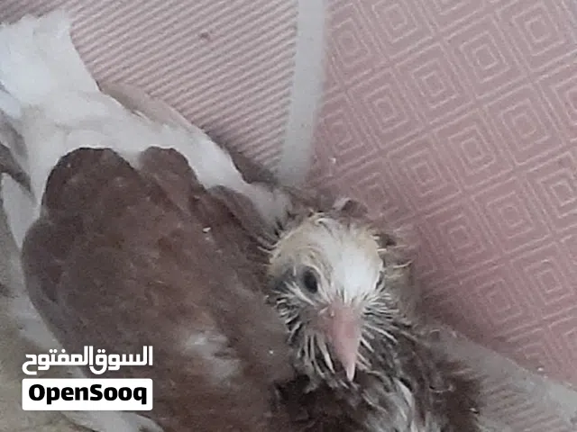 حمام زينه للبيع زوج فوطة وياهن بناتهن البطن الأولى مخاليف حاليا والثانية افراخ ونفاخة نثية صفرة