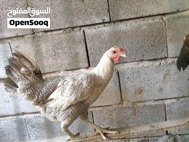 كلشي تريد تعرفه موجود وي الصور  و اقره الوصف