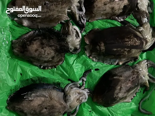 حبار صيد طازج 6.5 كيلو