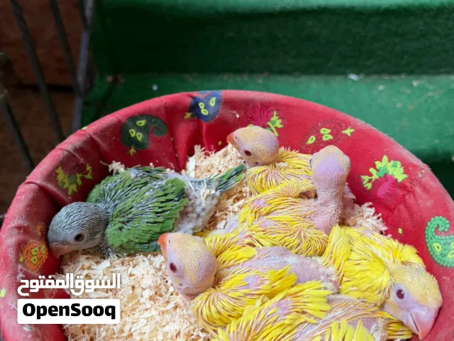 للبيع ببغاء متو ، الأصفر والأخضر