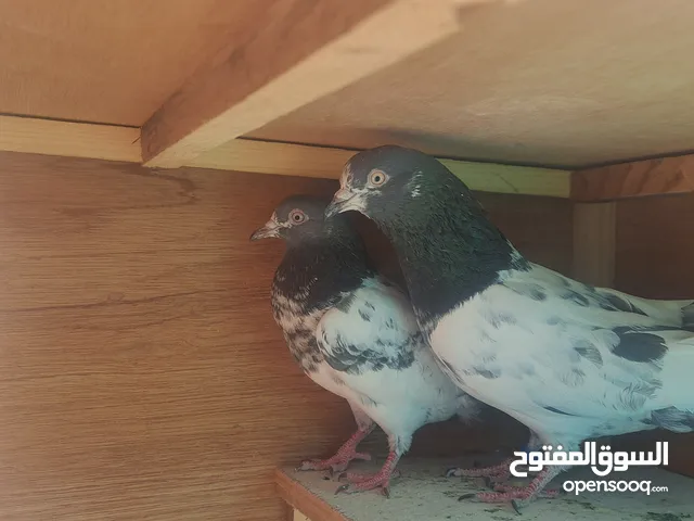 حمام تيدي أصول