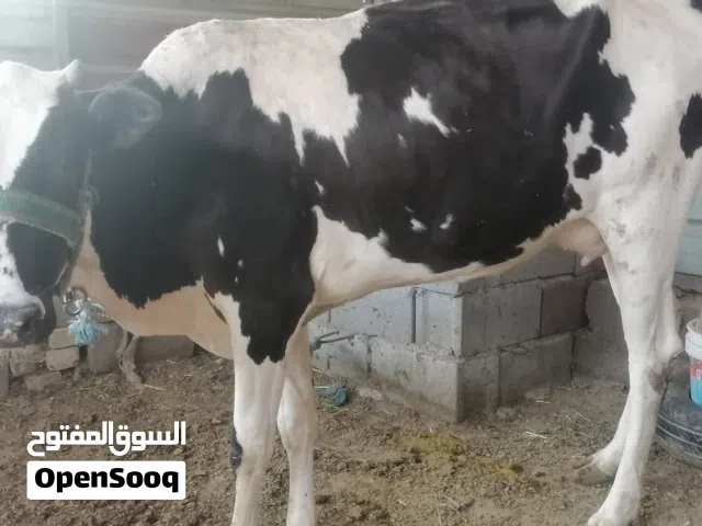 بچر اول بطن وراها عجل