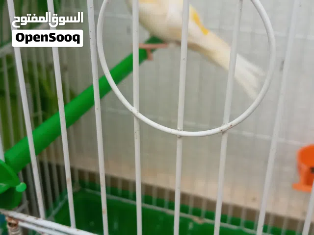 طيور كناري